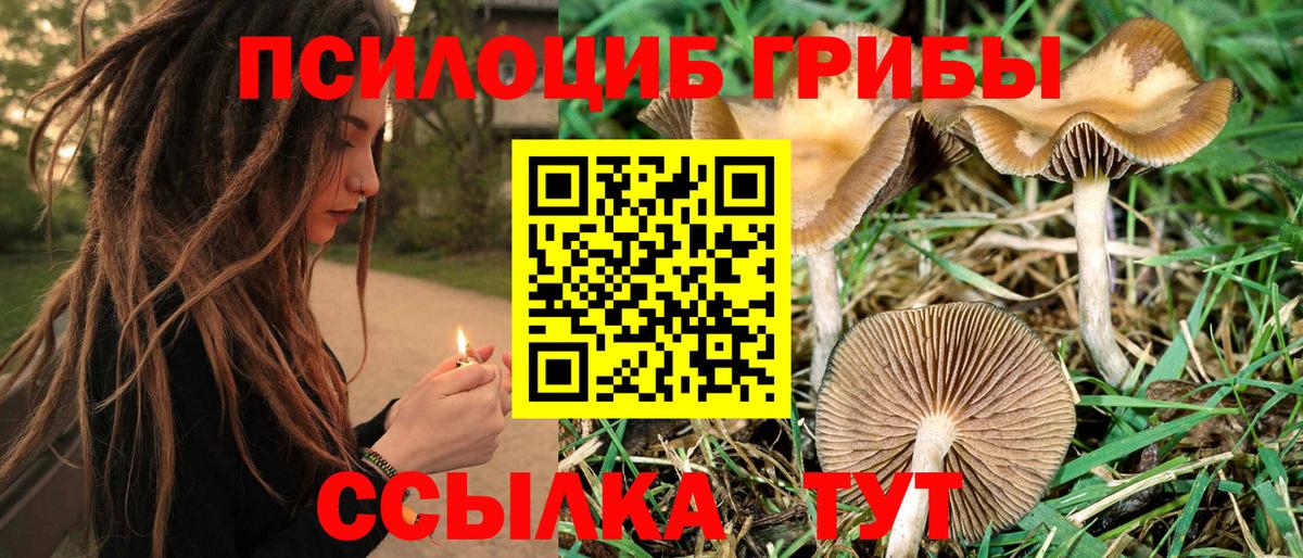 Псилоцибиновые грибы Cubensis Новочеркасск